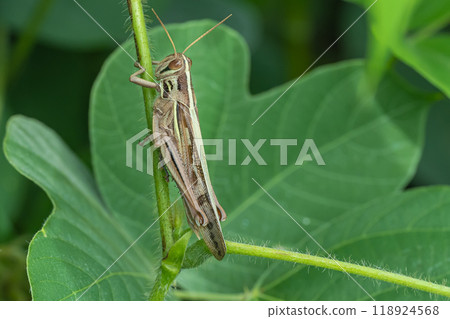 巴坦加粳稻 118924568