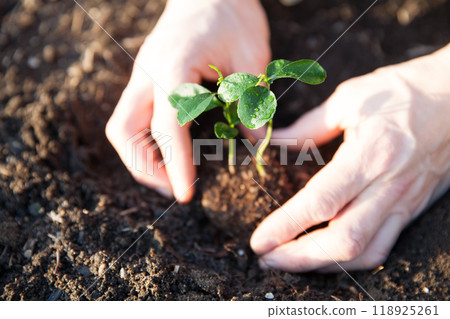 種植柑橘苗 種植柑橘苗 118925261