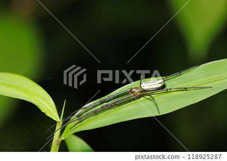 一隻巨大的白色甘蔗蜘蛛，造型出眾，在狹窄的葉子上伸展長腿（自然光+閃光燈，微距特寫攝影） 118925287