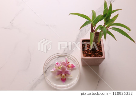 Orchids and ornamental plants floating on water Orchids and ornamental plants floating on water 118925332