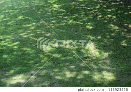 Sun leaked trees 118925356