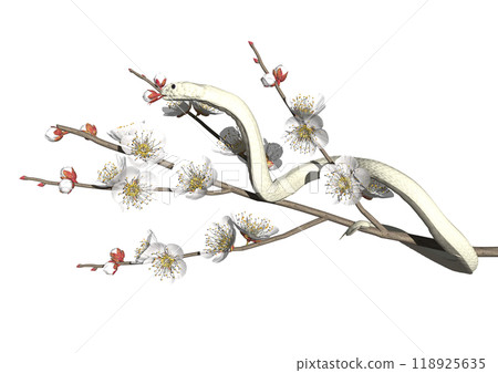 3DCG illustration material of a white snake and white plum blossoms in the year of the snake 118925635