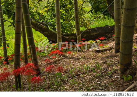 Higambuna Higambuna 118925638