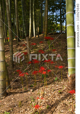 Higambuna Higambuna 118925640
