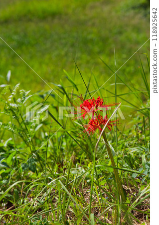 Higambuna Higambuna 118925642