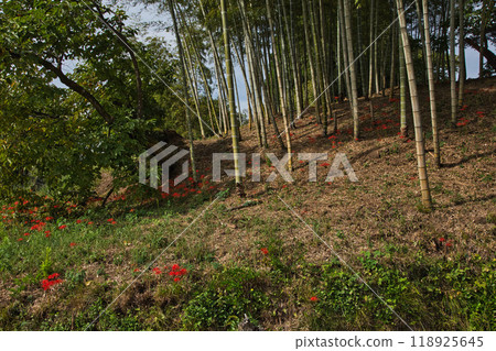Higambuna 118925645