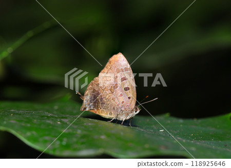 A cautious and agile brown purple hair butterfly on the leaves of an evergreen broad-leaved forest (natural light + strobe, macro close-up) A cautious and agile brown purple hair butterfly on the leaves of an evergreen broad-leaved forest (natural light + strobe, macro close-up) 118925646
