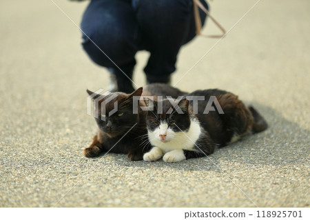 可愛的貓 可愛的貓 118925701