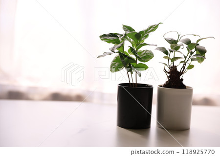 Foliage plant  118925770