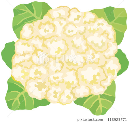 Cauliflower illustration vector material 118925771
