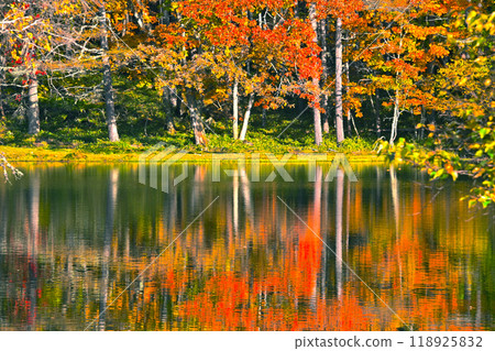 Beautiful autumn leaves at Mishaka Pond Beautiful autumn leaves at Mishaka Pond 118925832