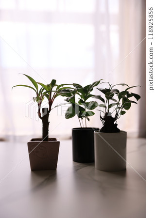 Foliage plant  118925856