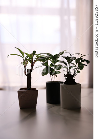葉子植物 118925857