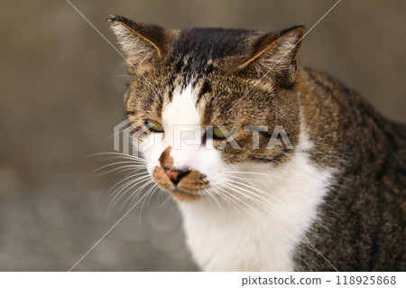 A cat staring at you 118925868