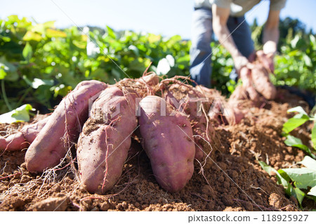 農民收穫紅薯 118925927