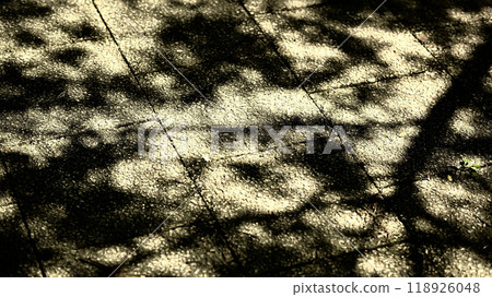Sun leaked trees 118926048