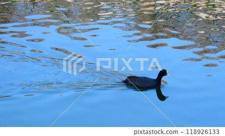 A black coot bird swims smoothly across the water's surface, reflecting the blue sky. 118926133