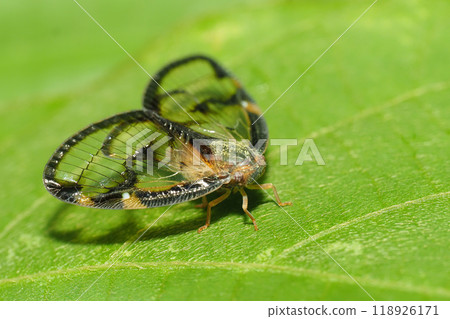 Scuba Hagoromo 118926171