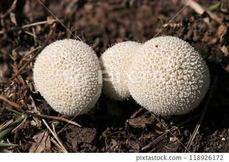 Three brothers of puffball-like white ping-pong ball-like mushrooms with thorns that stand out in the grass (macro close-up in natural light) 118926172