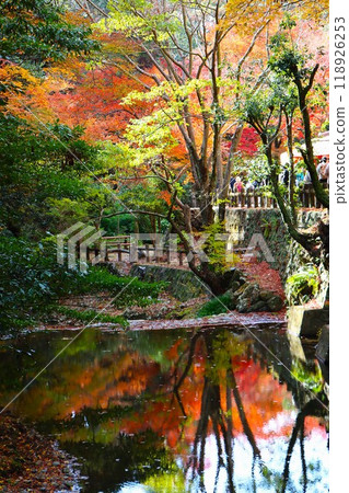 沿著散步道散步，欣賞對稱的紅葉 118926253
