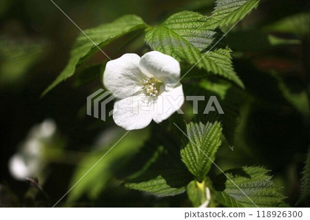 開始開花的城山之花 開始開花的城山之花 118926300