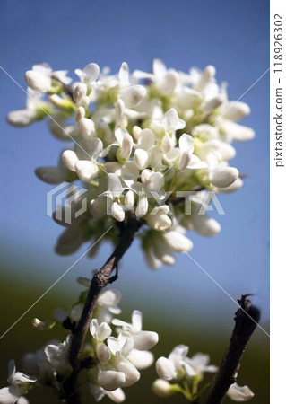White flower of Hanazu Ow White flower of Hanazu Ow 118926302