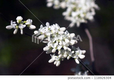White flower of Hanazu Ow White flower of Hanazu Ow 118926304
