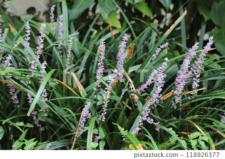 秋天花園裡盛開的紫色粳稻花 118926377