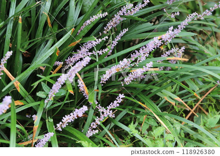 秋天花園裡盛開的紫色粳稻花 118926380