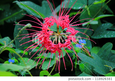 紅蜘蛛百合與雨水滴 118926381