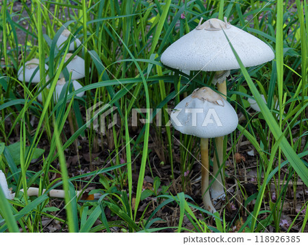 Agaricus bisporus colony 118926385