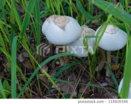 Agaricus bisporus colony 118926386