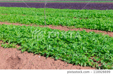 Rows of harvest of arugula on farm field Rows of harvest of arugula on farm field 118926699