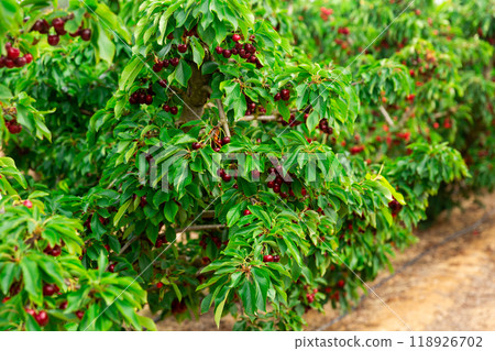 Sweet cherry hanging on tree in garden 118926702