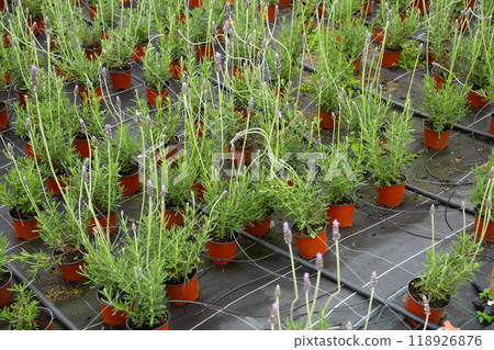 Image of lavender flowers growing in pots in greenhouse Image of lavender flowers growing in pots in greenhouse 118926876