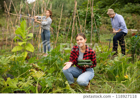 Young woman harvesting cucumbers with her family in field 118927118