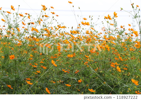 Yellow cosmos flowers blooming in the autumn fields Yellow cosmos flowers blooming in the autumn fields 118927222