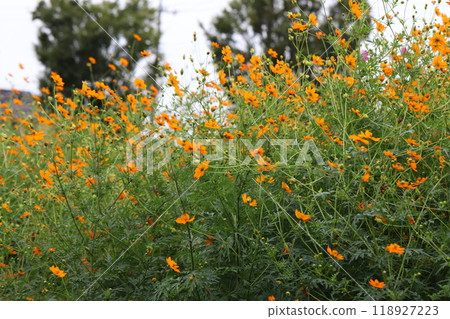 Yellow cosmos flowers blooming in the autumn fields Yellow cosmos flowers blooming in the autumn fields 118927223