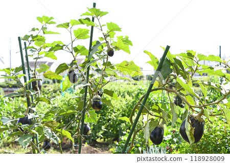 Eggplant in home garden Eggplant in home garden 118928009