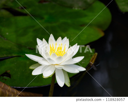 White water lily flower 118928057