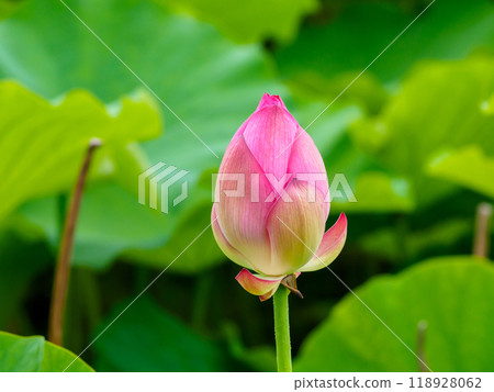 很多芽 很多芽 118928062