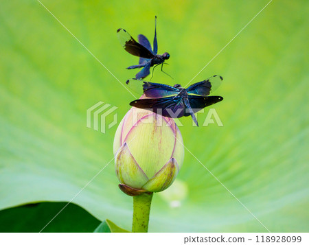 Butterfly dragonfly in the bud of the lotus 118928099