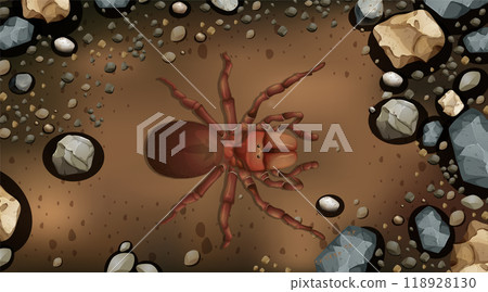Spider in Rocky Soil Spider in Rocky Soil 118928130