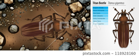 Titan Beetle Illustration and Information 118928160