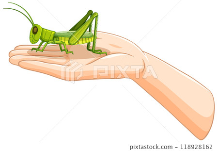 Grasshopper Resting on a Human Hand 118928162