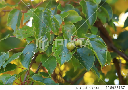 Fully ripe mulberry fruit, Sarunashi mulberry Fully ripe mulberry fruit, Sarunashi mulberry 118928187