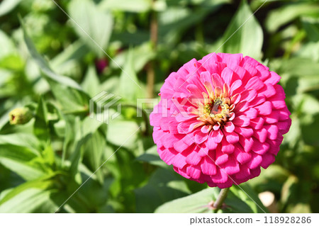 Hymenoptera (cereal grass) Hymenoptera (cereal grass) 118928286