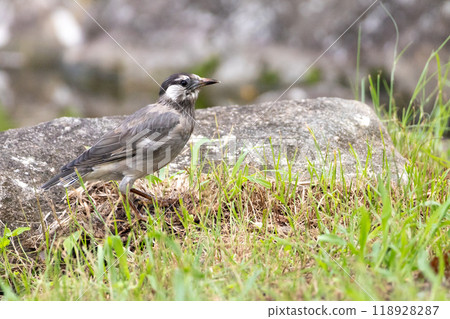 Mustard star Mustard star 118928287