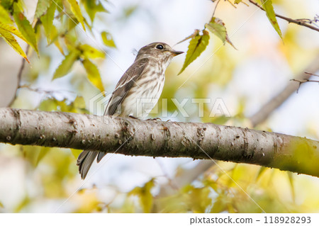 Cute Siberian flycatcher (Flycatcher family) Photographed in 2023 at Tokyo Port Wild Bird Park, Ota Ward, Tokyo, Japan 118928293
