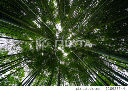 Bamboo grove in the grounds of Enkoji Temple 118928344
